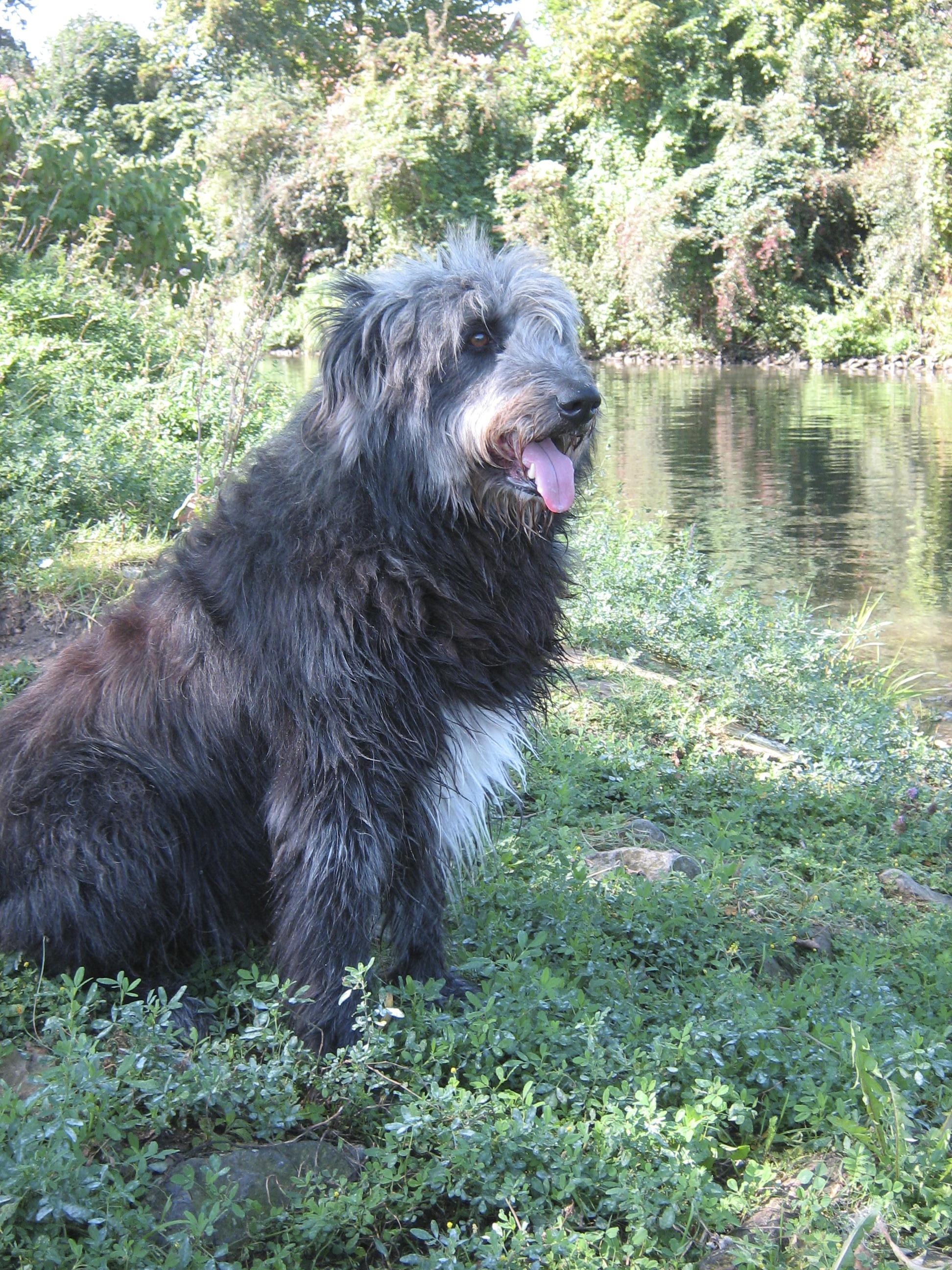 Balou (Altdeutscher Hütehund, Collie, Unbekannt) Altdeutscher Hütehund Collie Unbekannt 